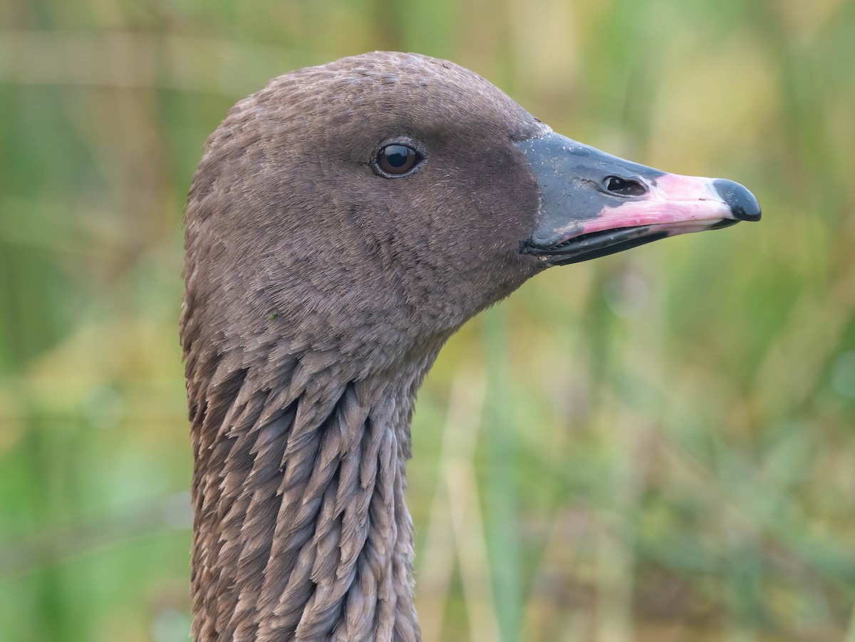 Pink-footed Goose - ML194518951