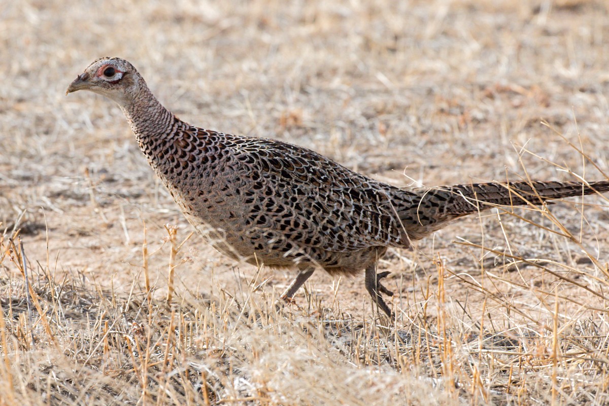 Ring-necked Pheasant - ML194524091
