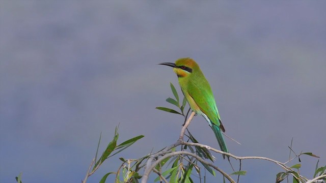 Rainbow Bee-eater - ML194524901