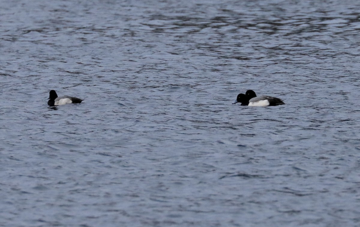 Lesser Scaup - Denise Turley