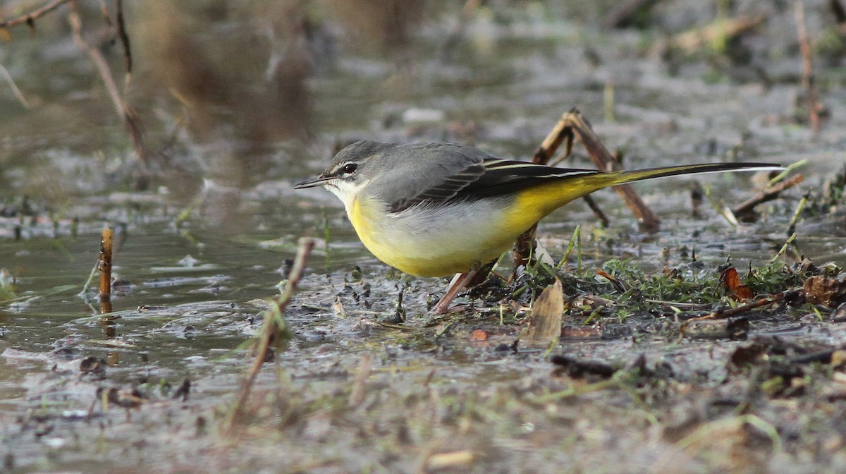 Gray Wagtail - Jacob Spinks