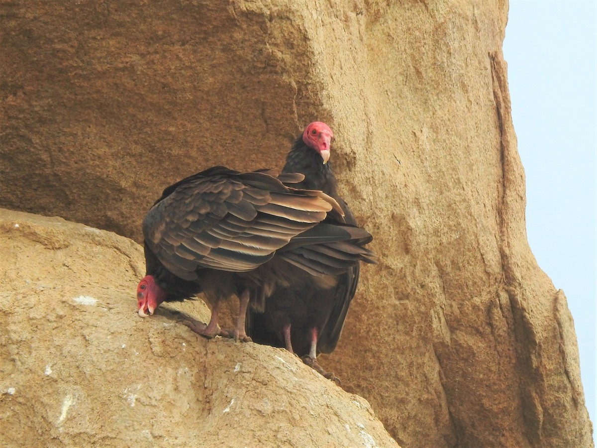 Turkey Vulture - ML194526211