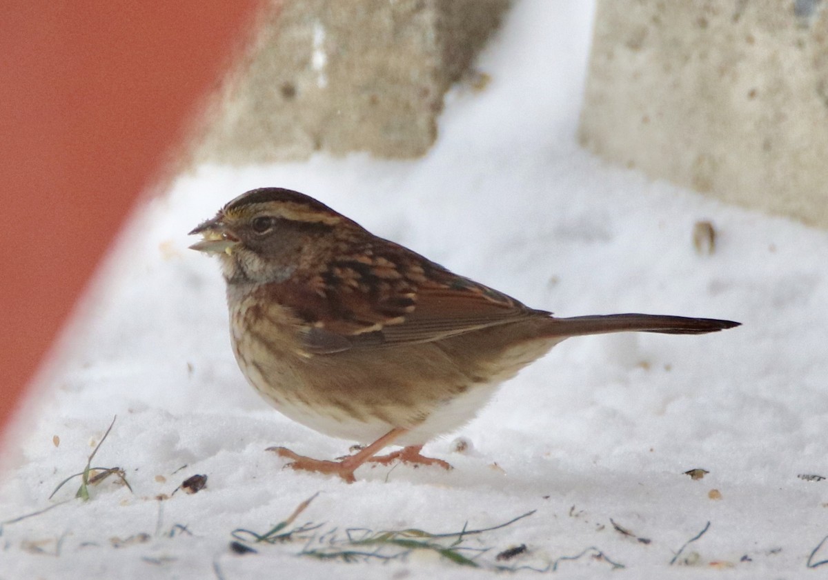 White-throated Sparrow - ML194528331