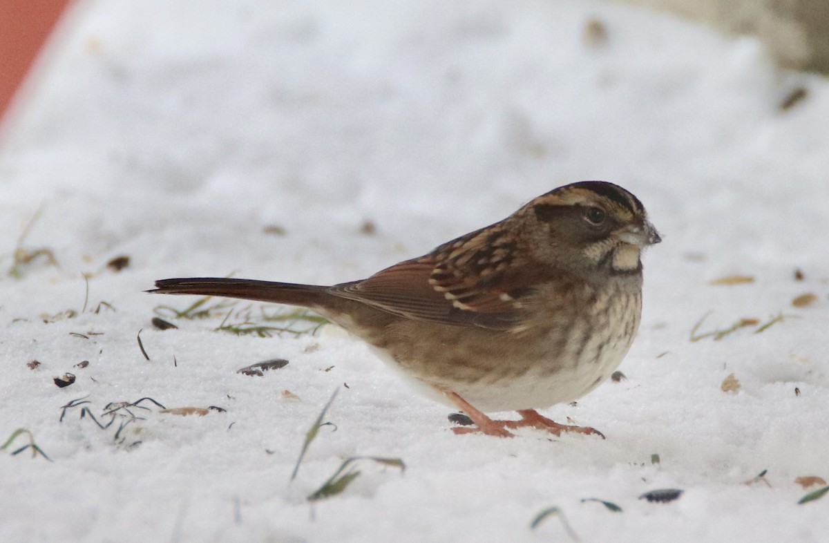 White-throated Sparrow - ML194528341