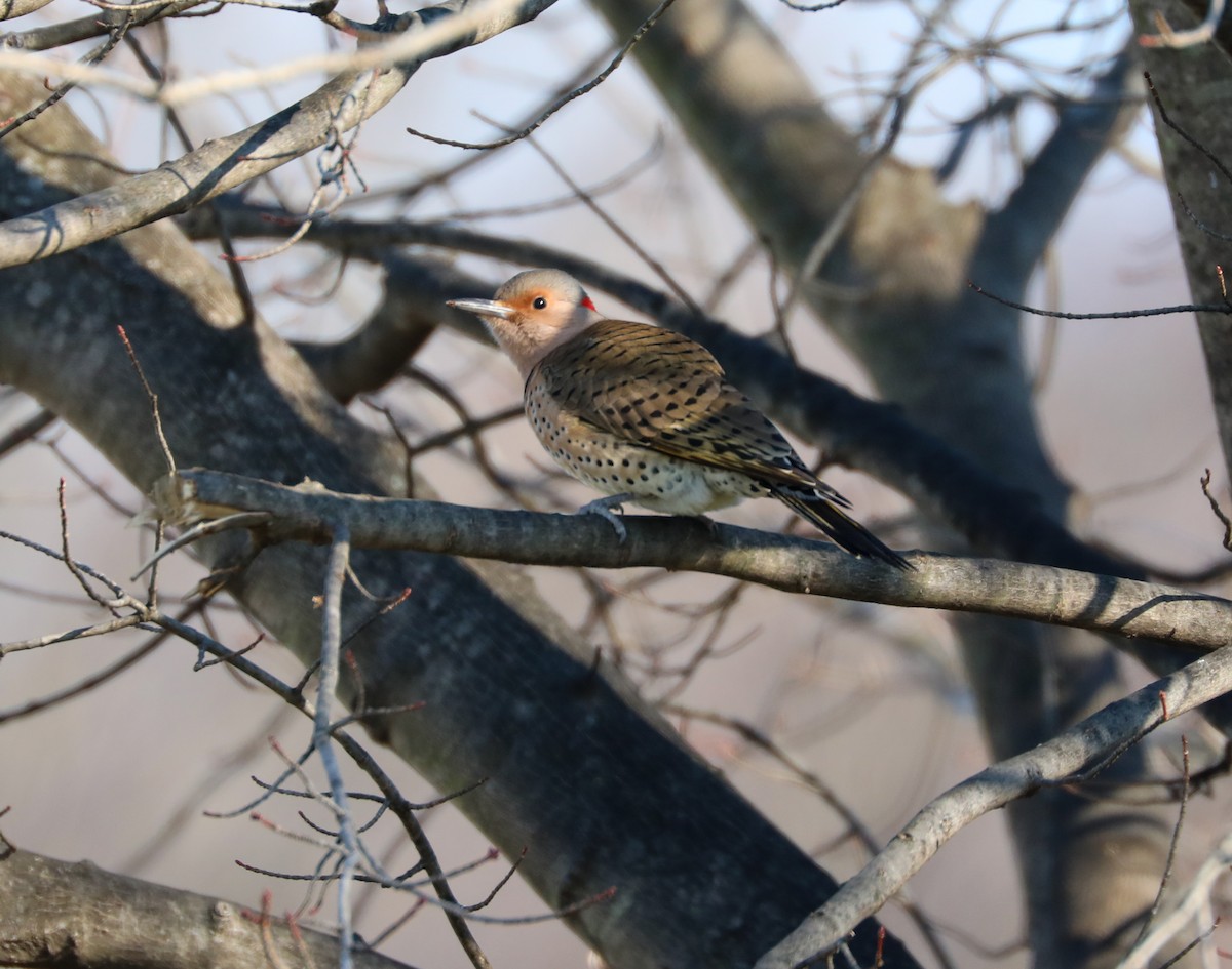 Northern Flicker (Yellow-shafted) - ML194539381