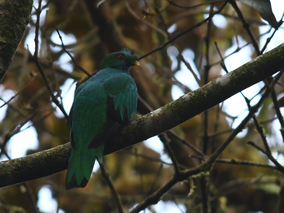 Crested Quetzal - ML194539611