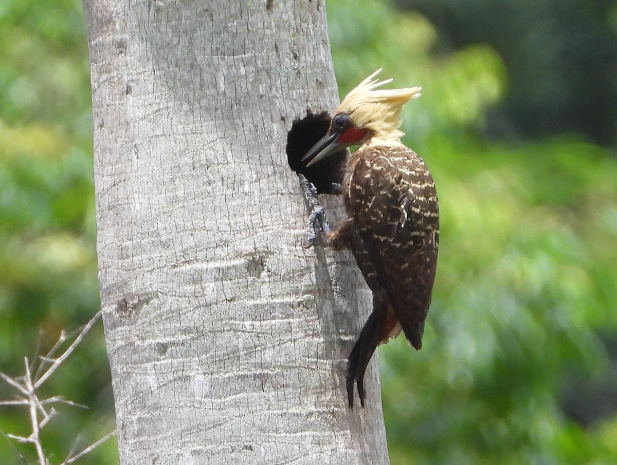 Pale-crested Woodpecker - ML194542901