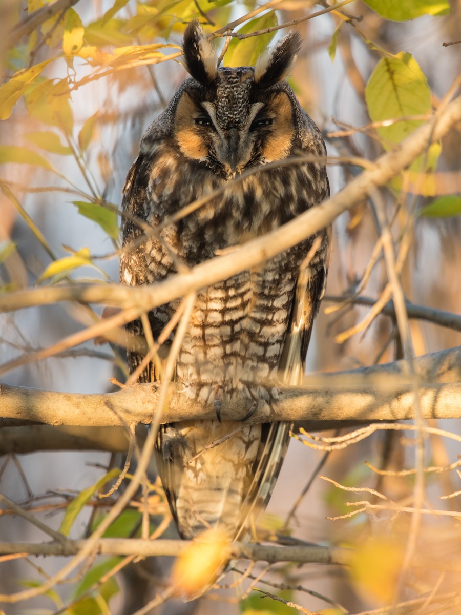 Long-eared Owl - ML194543741