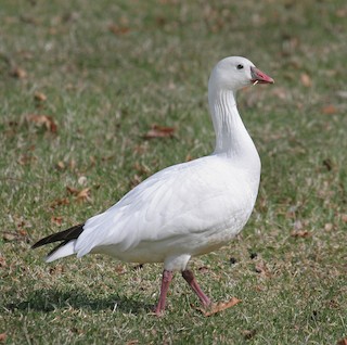 Ross's Goose, ML194546651
