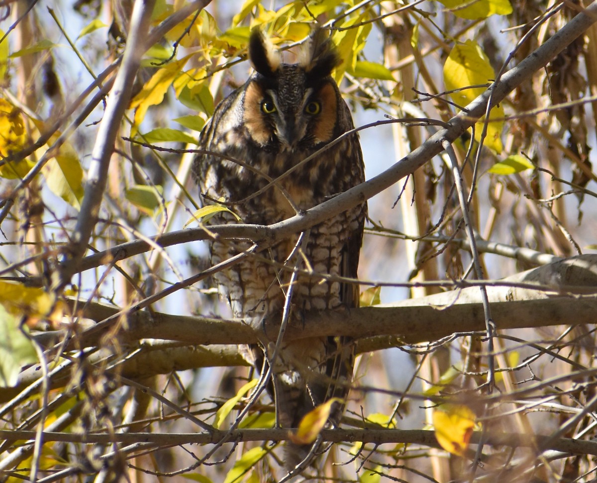 Long-eared Owl - ML194547581