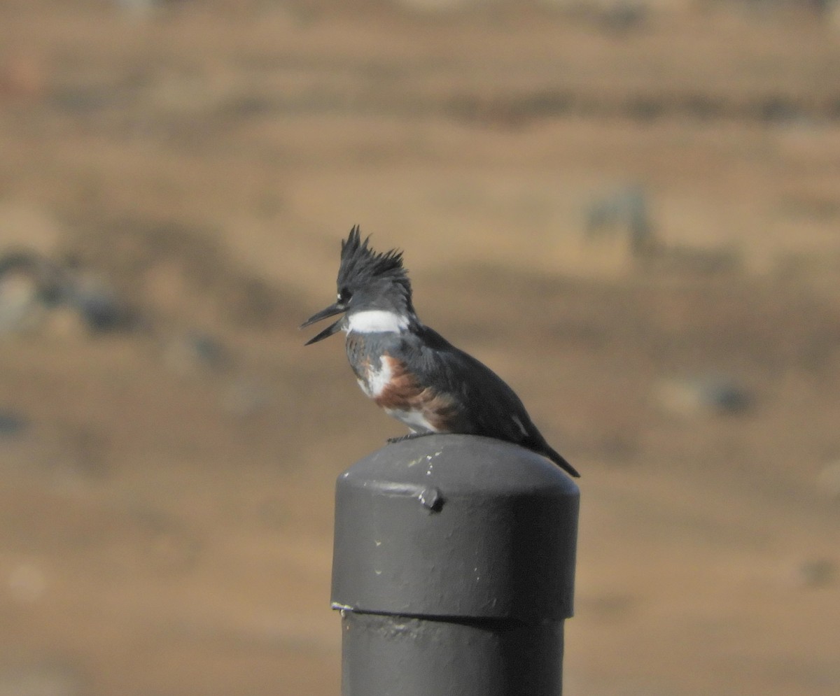 Belted Kingfisher - ML194547741