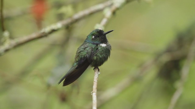 kolibřík bělohrdlý - ML194554601
