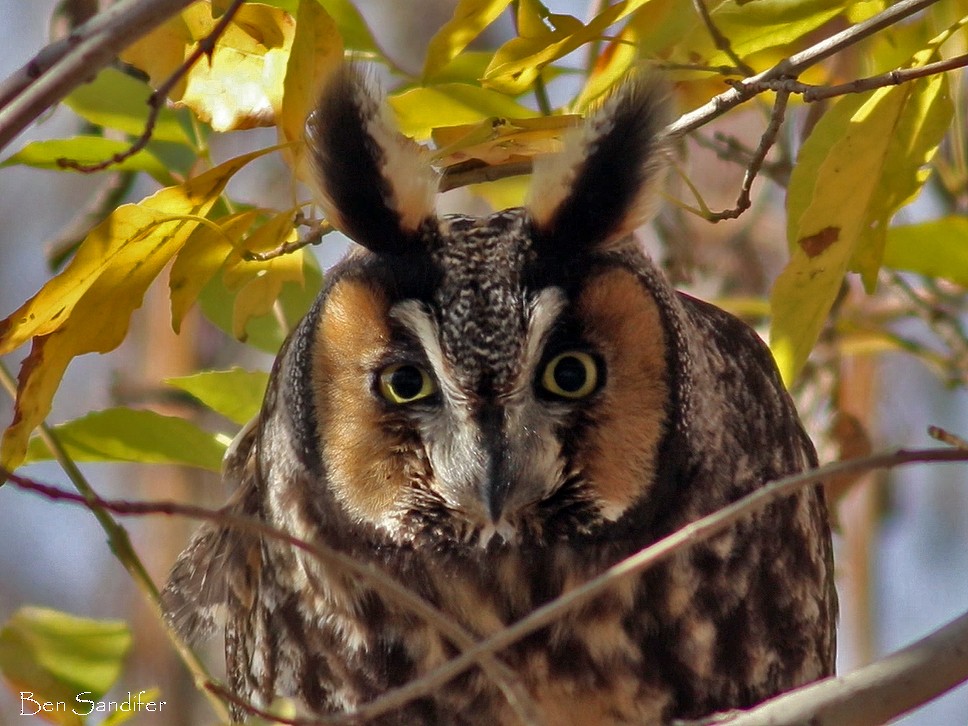 Long-eared Owl - ML194559231