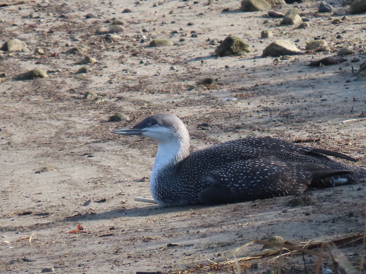 Red-throated Loon - ML194559291