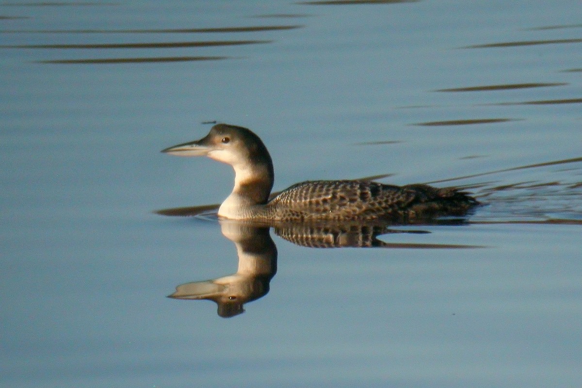 Common Loon - Miguel Rouco
