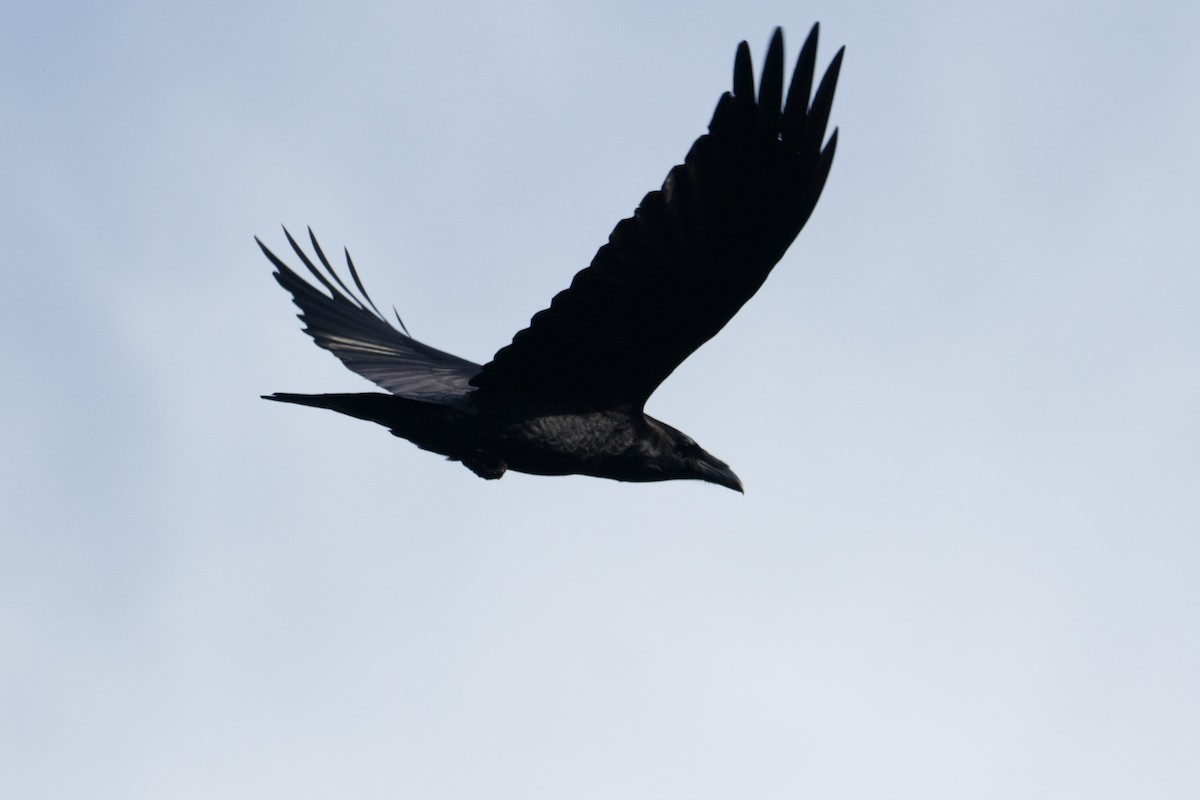 Common Raven - Audrey Addison