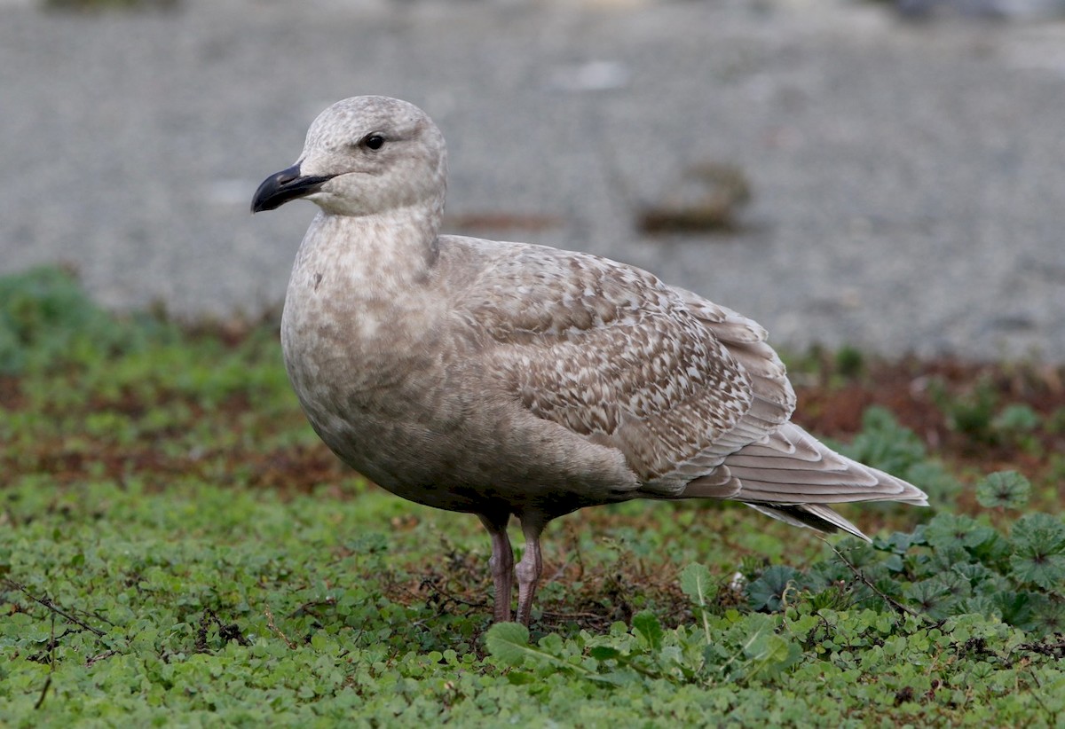 Glaucous-winged Gull - Don Roberson