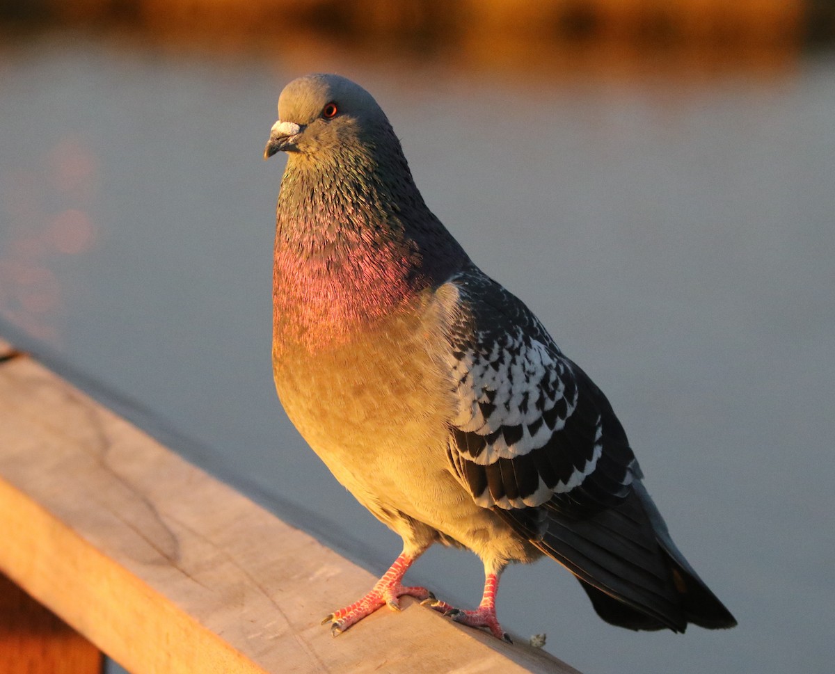 Rock Pigeon (Feral Pigeon) - ML194568161