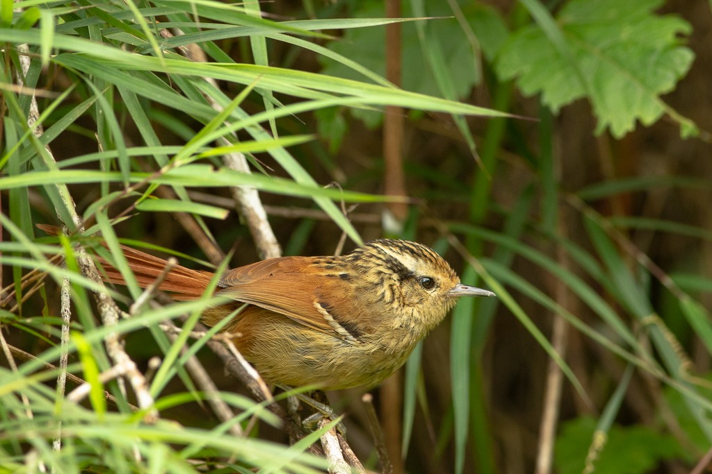 Rufous-tailed Antbird - ML194569461