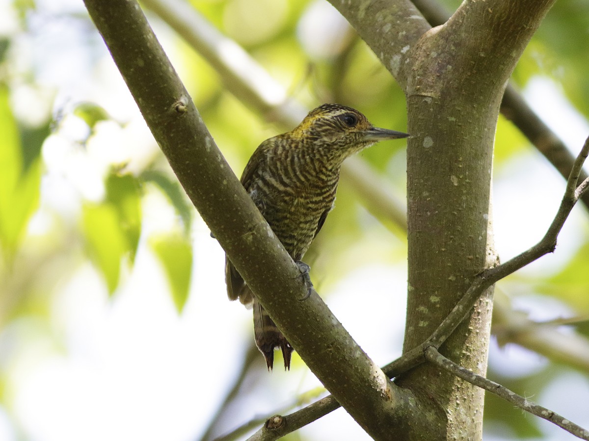 Yellow-eared Woodpecker - ML194571711
