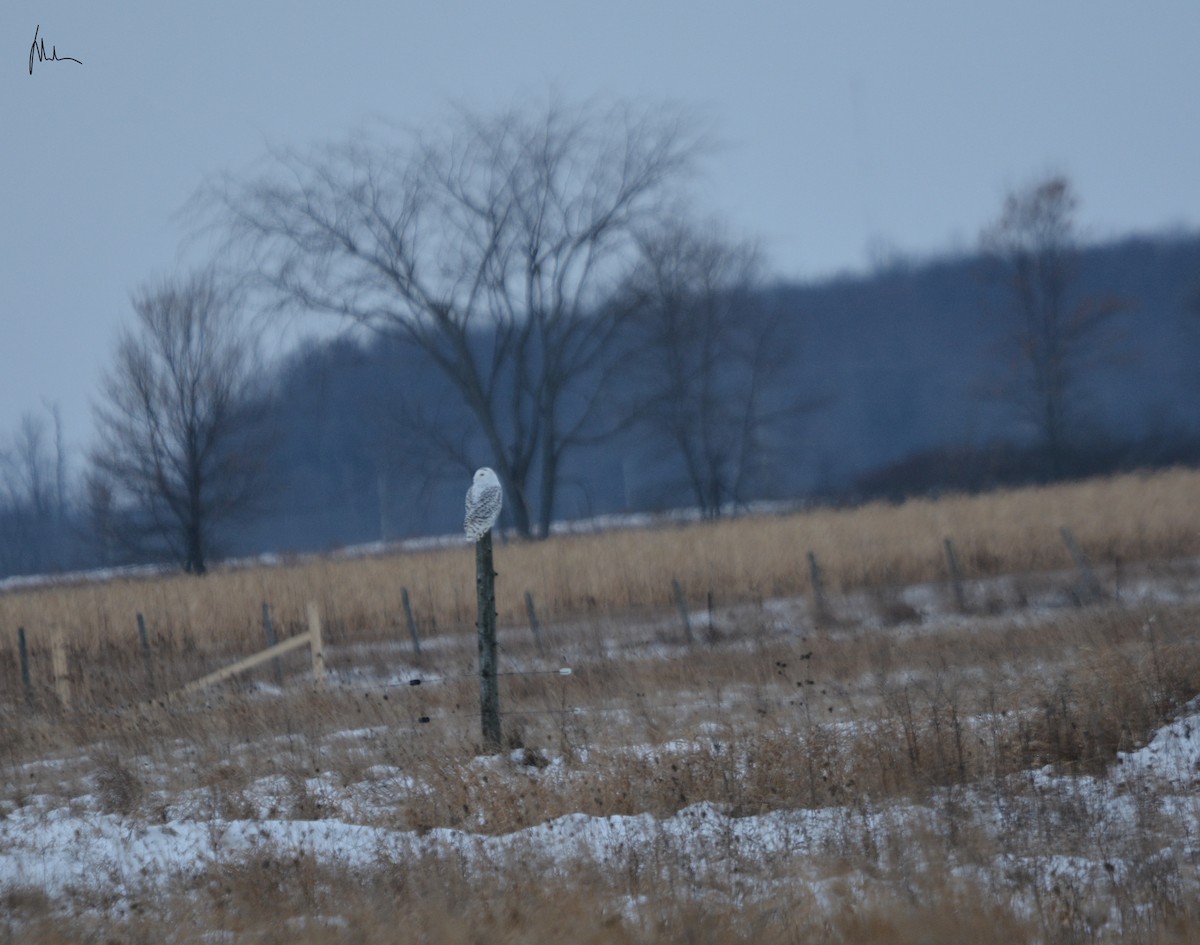 Snowy Owl - ML194571971