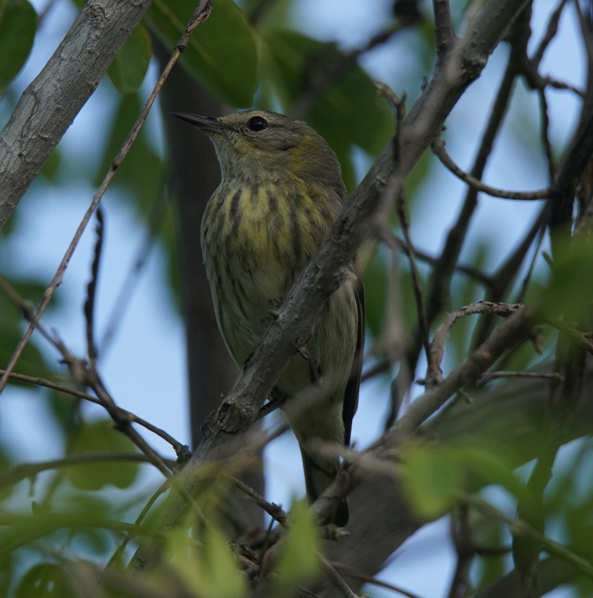 Cape May Warbler - ML194576531