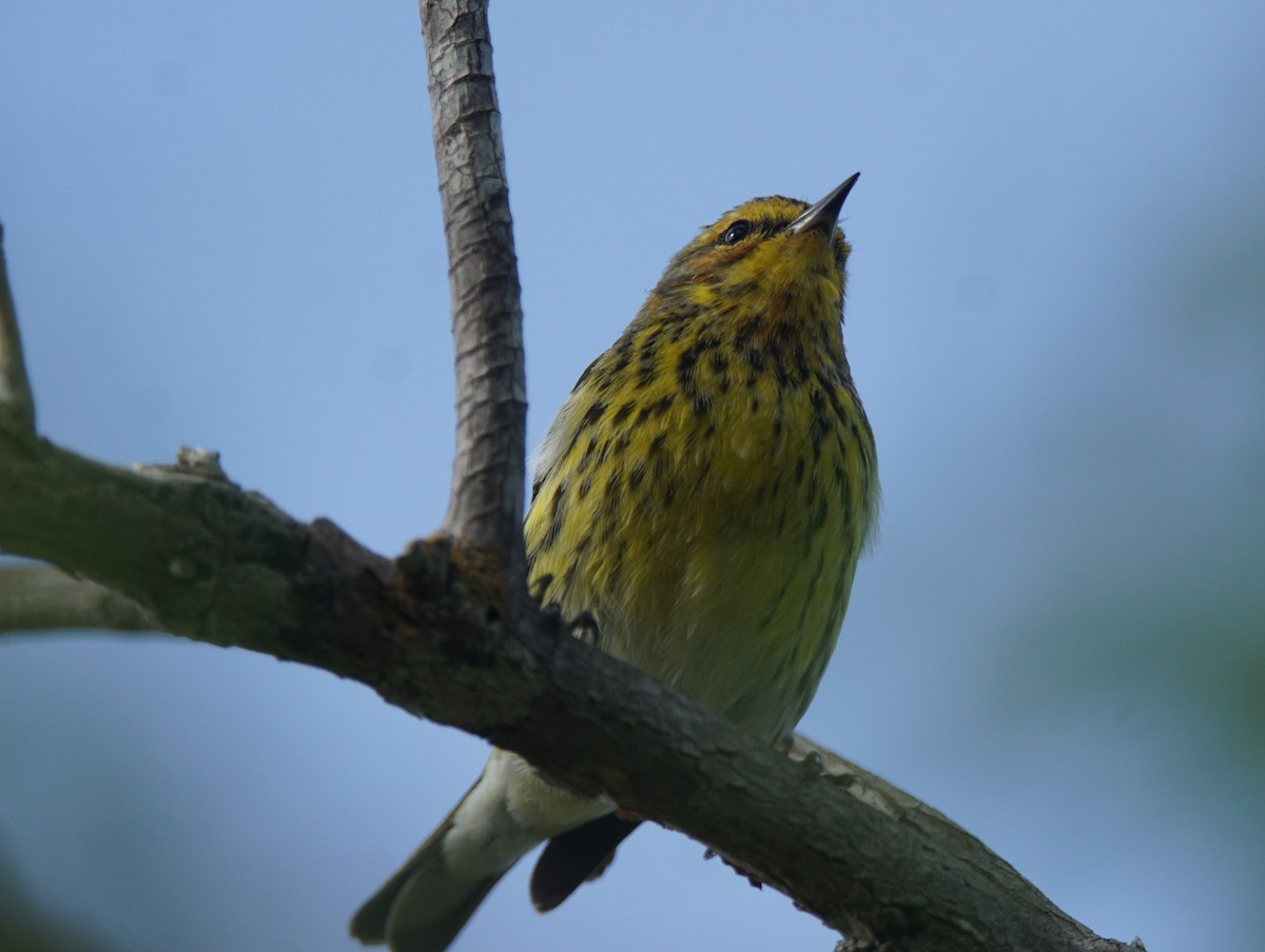 Cape May Warbler - ML194576541