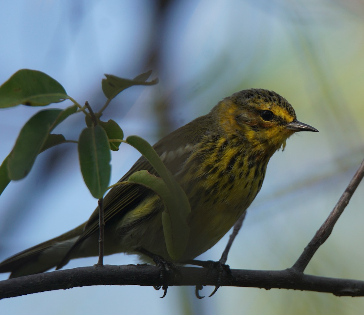 Cape May Warbler - ML194576931