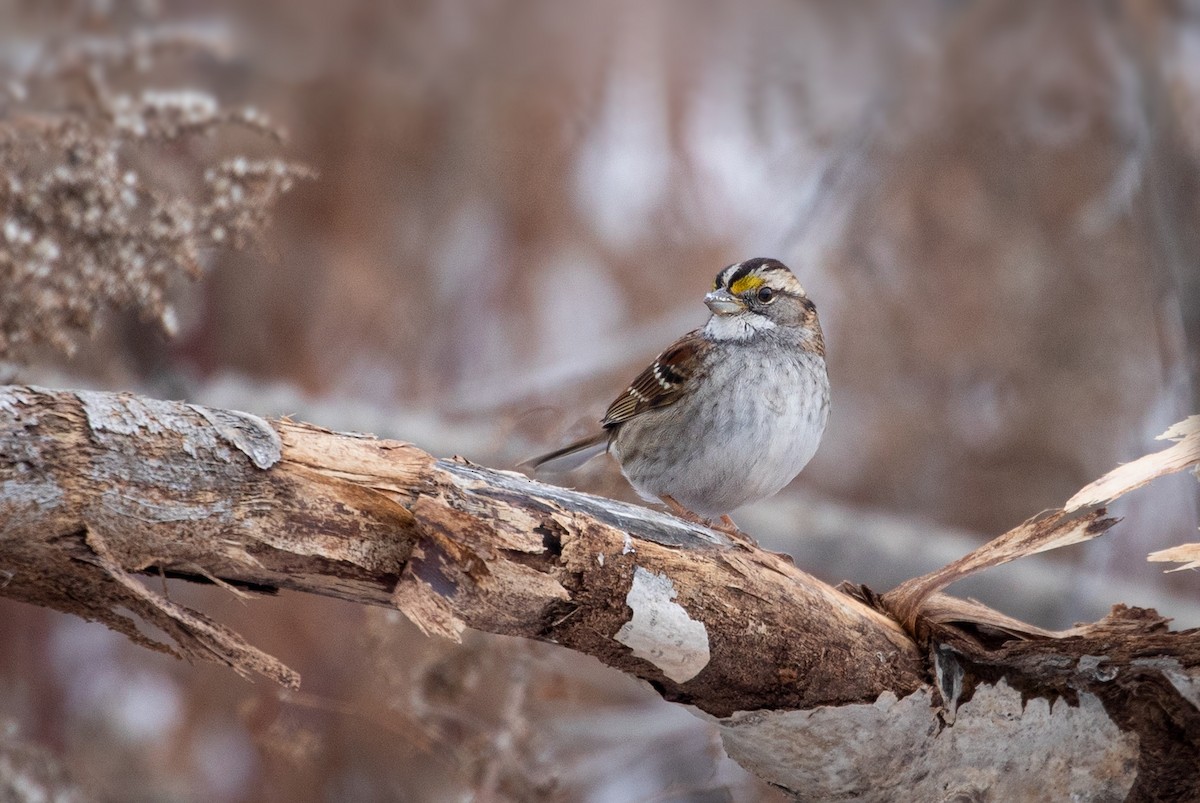 White-throated Sparrow - Suzanne Labbé