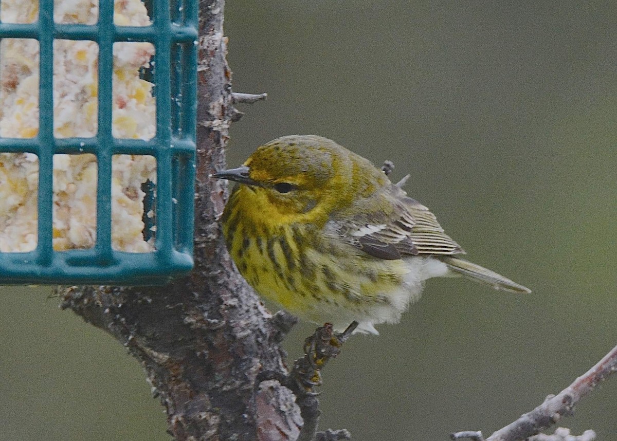 Cape May Warbler - ML194580601