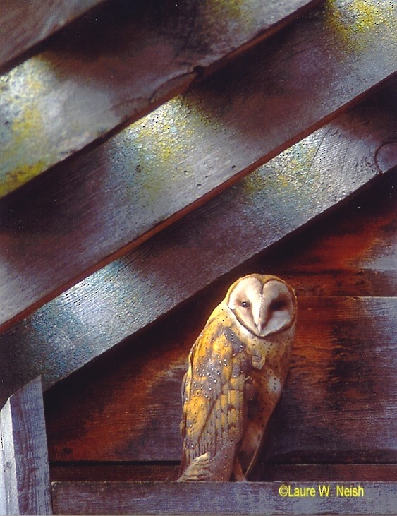 Barn Owl - Laure Wilson Neish