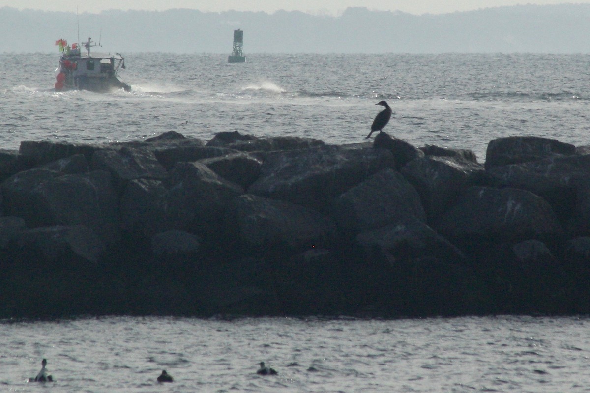 Great Cormorant (North Atlantic) - ML194589891
