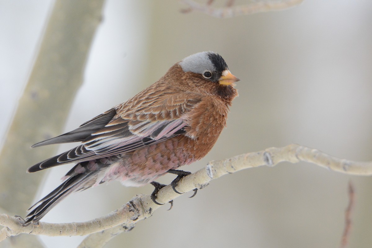 Gray-crowned Rosy-Finch - Taylor Abbott