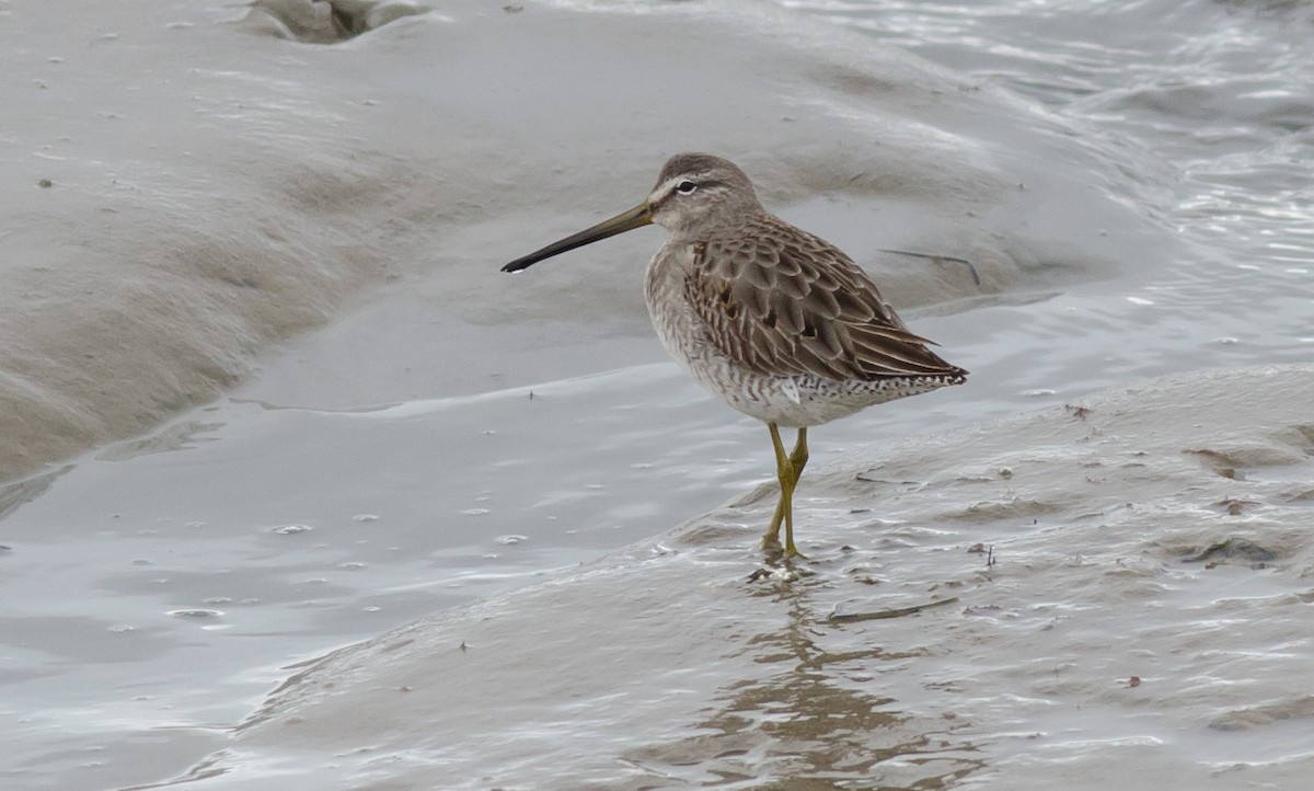 Long-billed Dowitcher - ML194600571