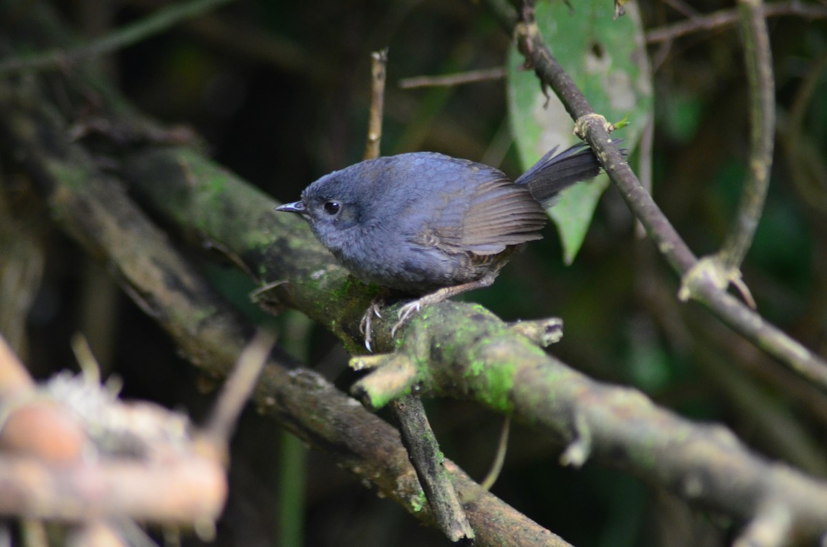 Mouse-colored Tapaculo - ML194601781