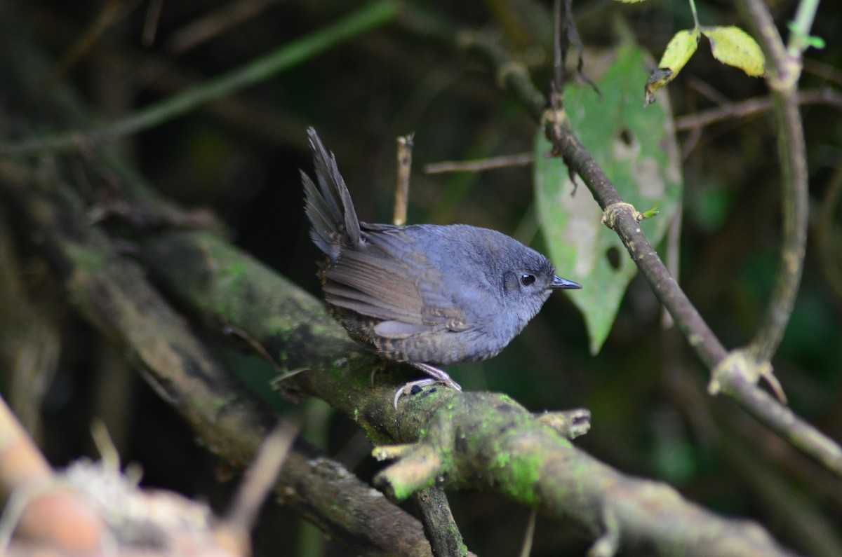 Mouse-colored Tapaculo - ML194601801