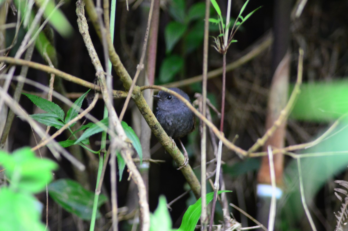 Mouse-colored Tapaculo - ML194601821