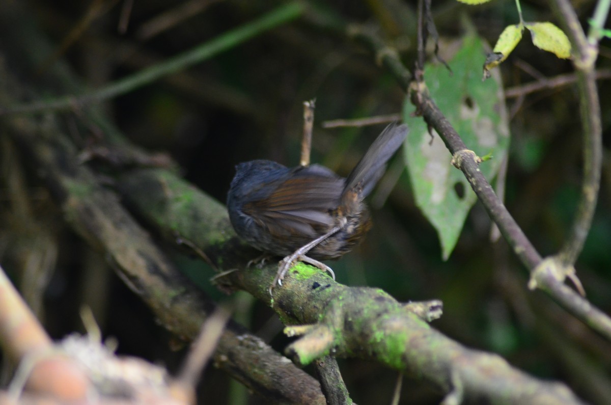 Mouse-colored Tapaculo - ML194601851