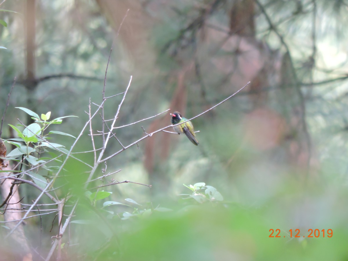 White-eared Hummingbird - ML194603661
