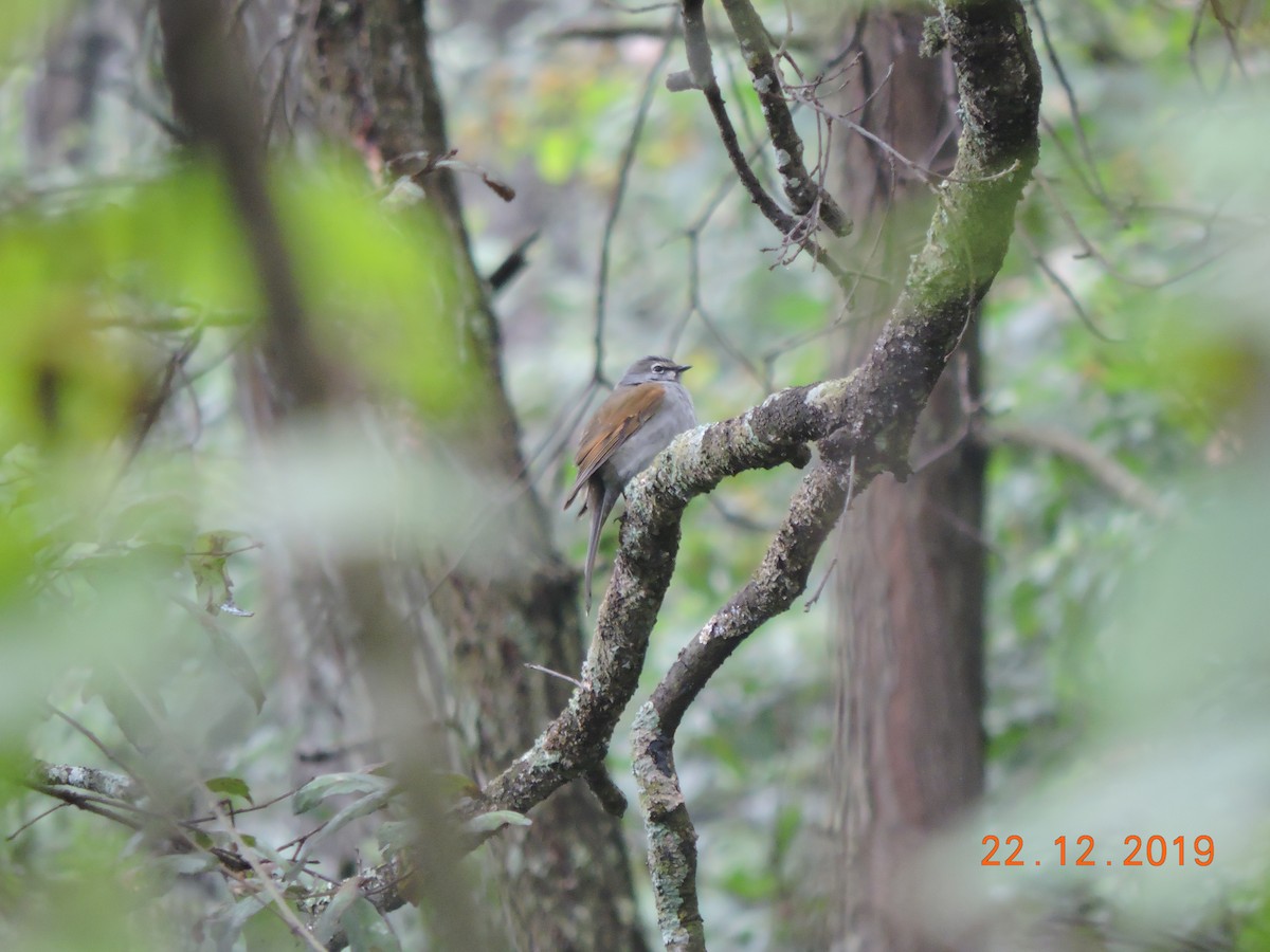 Brown-backed Solitaire - ML194603791