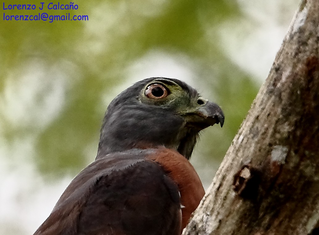 Double-toothed Kite - ML194604081