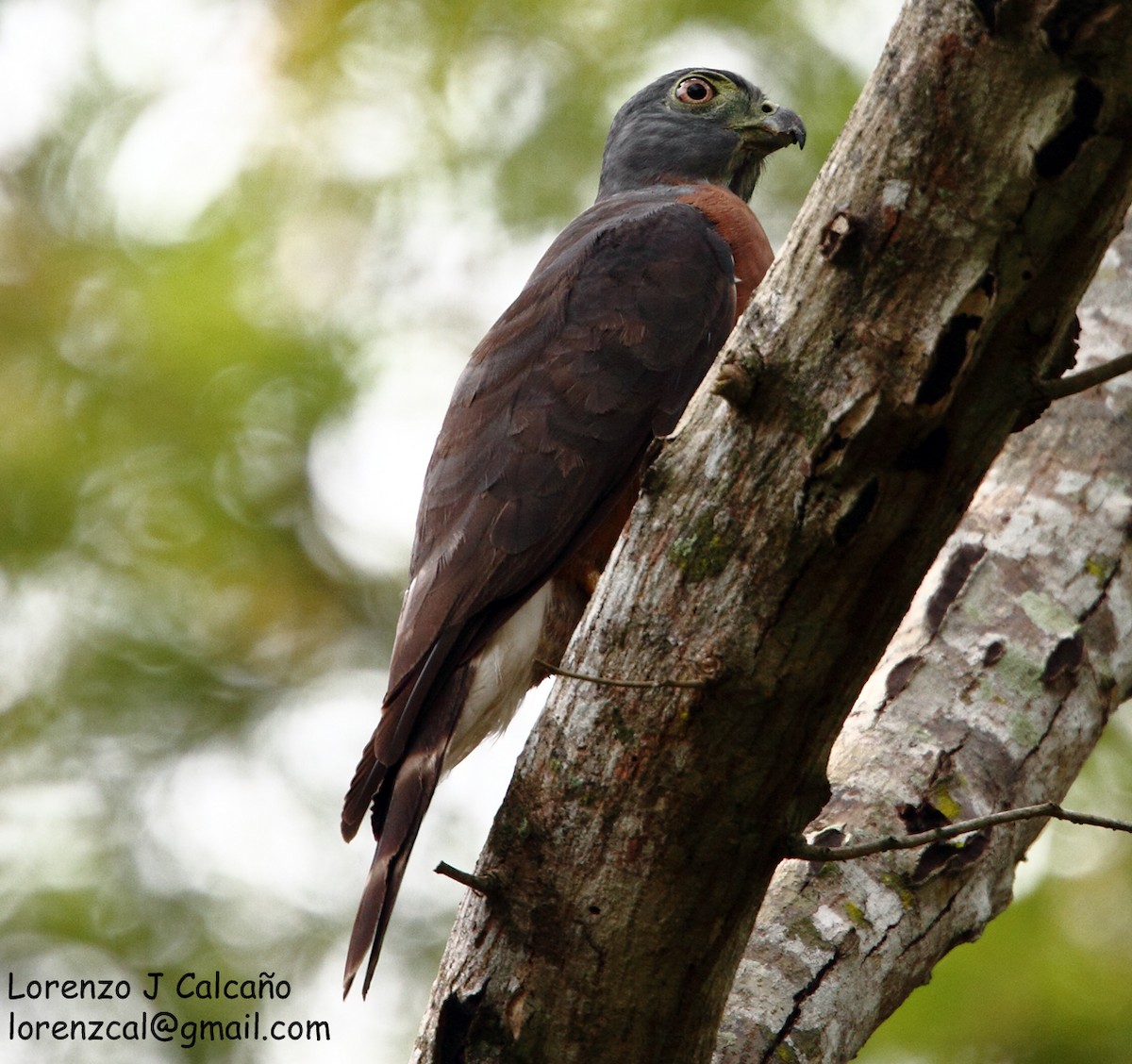 Double-toothed Kite - ML194604251