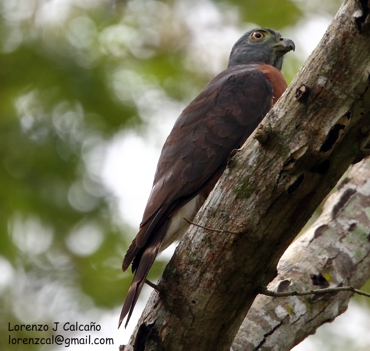 Double-toothed Kite - ML194604271