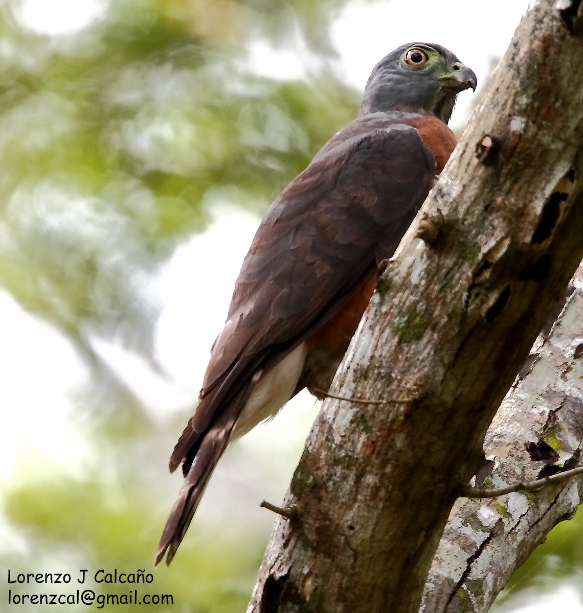 Double-toothed Kite - ML194604291