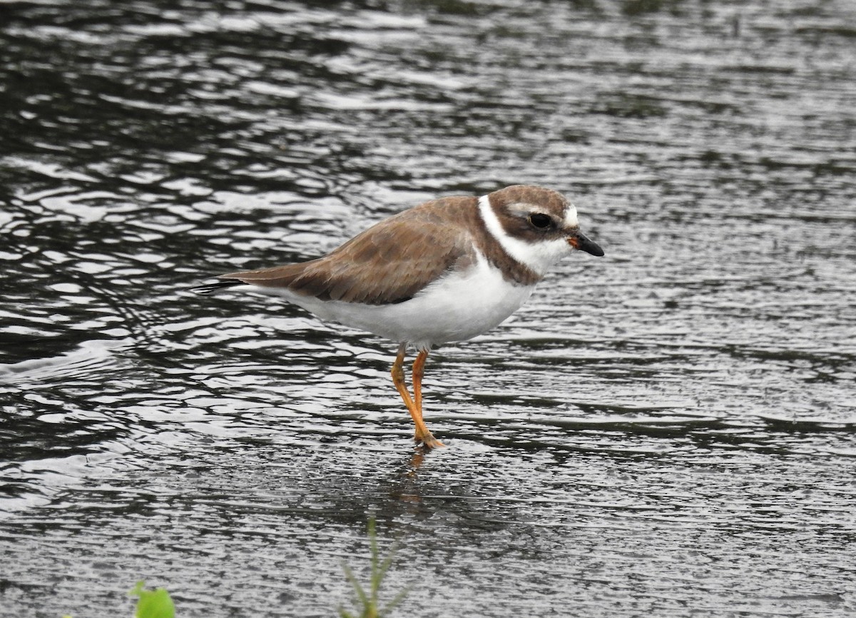 Semipalmated Plover - Francisco Dubón