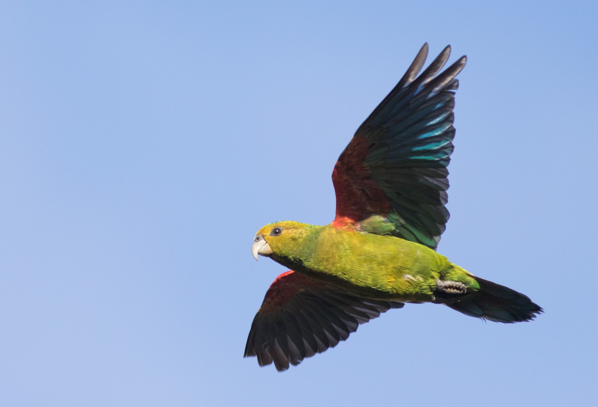 Indigo-winged Parrot - ML194607431