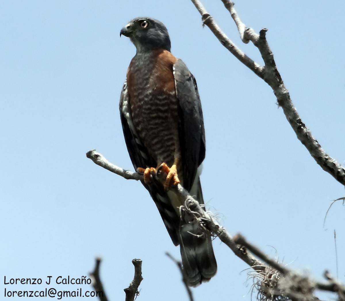 Double-toothed Kite - ML194607521