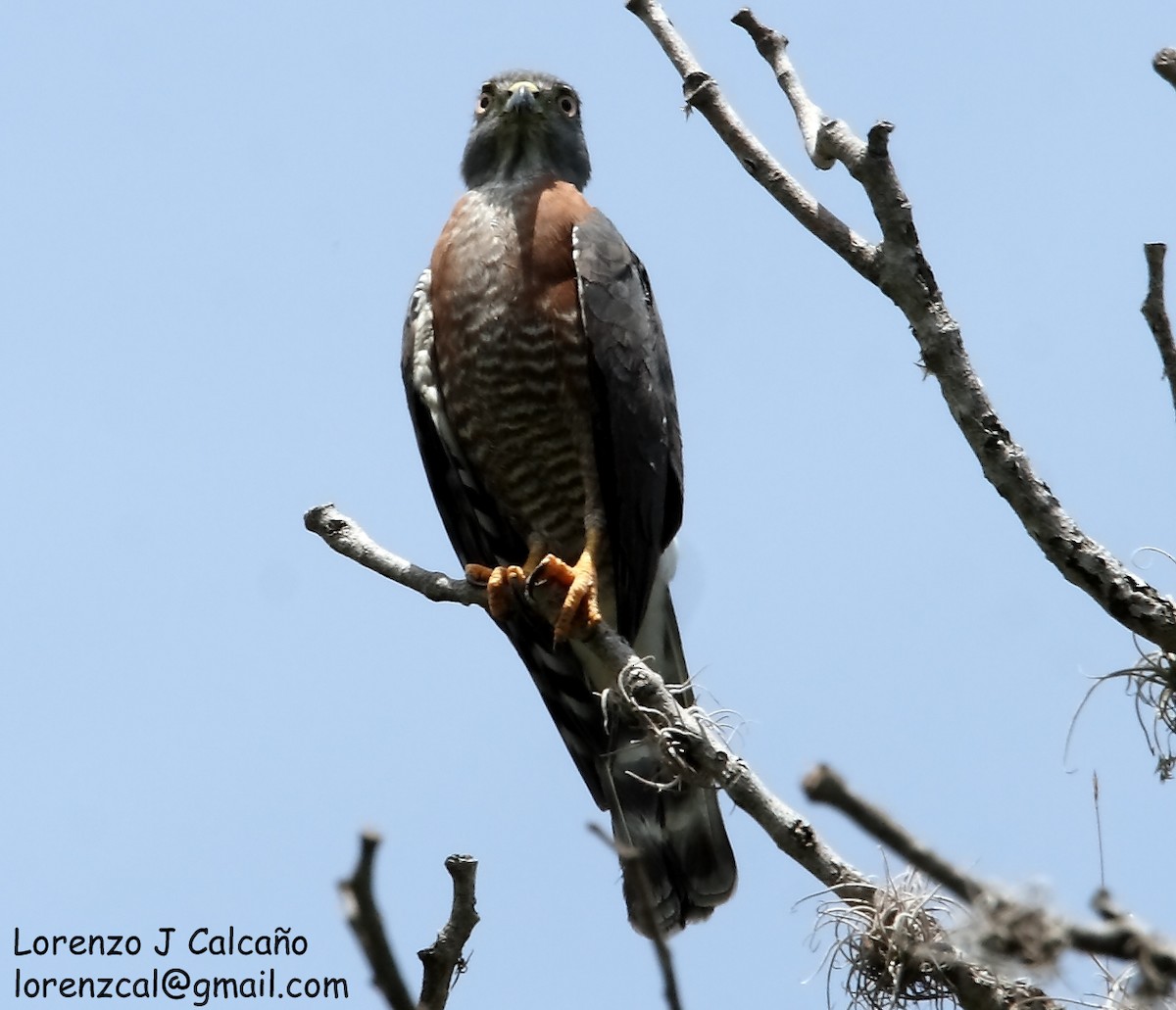 Double-toothed Kite - ML194607571