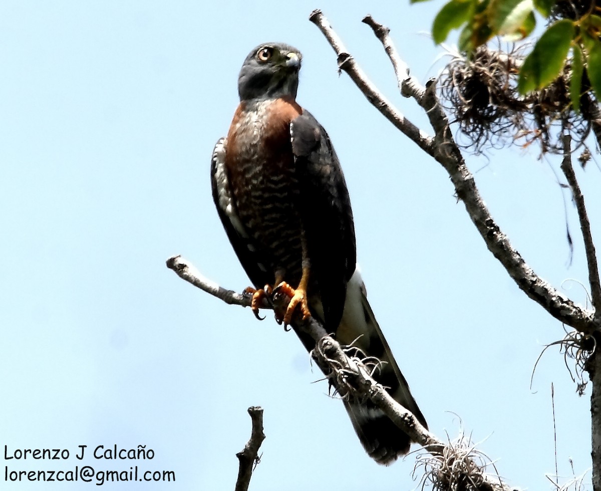 Double-toothed Kite - ML194607621