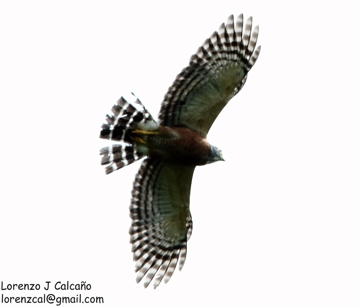 Double-toothed Kite - ML194609131